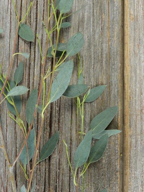 GUNNI  GREEN EUCALYPTUS